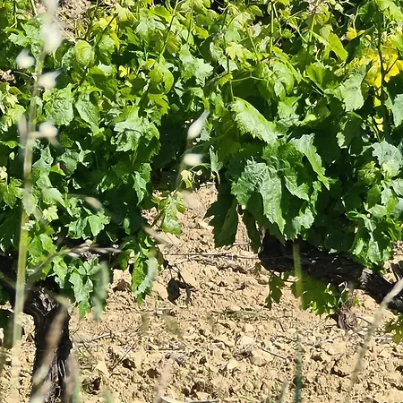 Vila Le Domaine Du Moulin De Cors